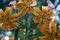 Tiger lilies - buds and opened petals. Flowers in the garden Royalty Free Stock Photo