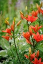 Tiger Lilies on Flower Bed in Garden Royalty Free Stock Photo