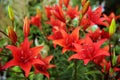 Tiger Lilies on Flower Bed in the Garden Royalty Free Stock Photo