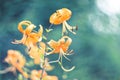 Tiger lilies in garden. Lilium lancifolium is one of several species of orange lily flower Royalty Free Stock Photo