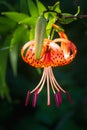 Tiger lilies in garden. Lilium lancifolium (syn. L. tigrinum) is one of several species of orange lily flower to which the common