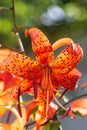 Tiger lilies in garden. Lilium lancifolium (syn. L. tigrinum) is one of several species of orange lily flower to which the common Royalty Free Stock Photo