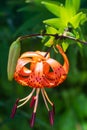 Tiger lilies in garden. Lilium lancifolium (syn. L. tigrinum) is one of several species of orange lily flower to which the common Royalty Free Stock Photo