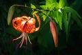 Tiger lilies in garden. Lilium lancifolium (syn. L. tigrinum) is one of several species of orange lily flower to which the common Royalty Free Stock Photo