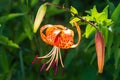 Tiger lilies in garden. Lilium lancifolium (syn. L. tigrinum) is one of several species of orange lily flower to which the common