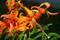 Tiger lilies in garden. Lilium lancifolium (syn. L. tigrinum) is one of several species of orange lily flower to which the common