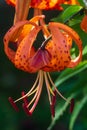 Tiger lilies in garden. Lilium lancifolium (syn. L. tigrinum) is one of several species of orange lily flower to which the common Royalty Free Stock Photo