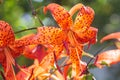 Tiger lilies in garden. Lilium lancifolium (syn. L. tigrinum) is one of several species of orange lily flower to which the common Royalty Free Stock Photo