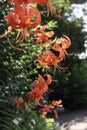 tiger lilies grow on a flower bed in the sun Royalty Free Stock Photo