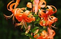 Tiger lilies, Lat. Lilium