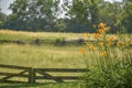 Tiger Lilies with Rustic Wooden Fence Royalty Free Stock Photo