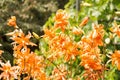 Tiger Lilies In Summer Garden lilium tigrinum