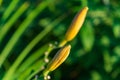 Tiger lilies. A wild orange tiger lily. Royalty Free Stock Photo