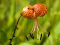 Tiger lillies