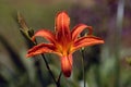 Tiger Lilly Royalty Free Stock Photo