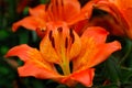 Tiger lilly Royalty Free Stock Photo