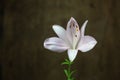 a tiger lilly flower against a dark brown background Royalty Free Stock Photo