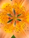 Tiger-Lilly flower. Macro Royalty Free Stock Photo