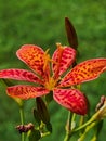 Tiger Lilly flower nature art summer abstract Royalty Free Stock Photo