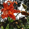 Tiger lilly Royalty Free Stock Photo