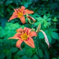 Tiger Lilly Square Royalty Free Stock Photo