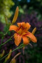Tiger Lilly Study Royalty Free Stock Photo