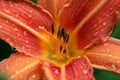 Tiger Lilly With Water Droplet Royalty Free Stock Photo