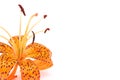 Tiger lily Royalty Free Stock Photo