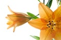 Tiger lily. Royalty Free Stock Photo