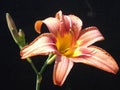 Tiger Lily Bloom and Bud Royalty Free Stock Photo