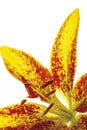 Tiger lily bloom (Lilium tigrinum) Royalty Free Stock Photo