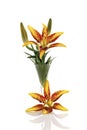 Tiger lily bloom (Lilium tigrinum) in vase Royalty Free Stock Photo