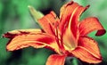 Tiger lily is in bloom Royalty Free Stock Photo