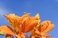 Tiger Lily and blue sky Royalty Free Stock Photo