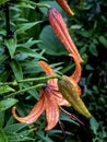 tiger lily bud with raindrops on the petals, macro Royalty Free Stock Photo