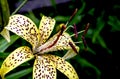 tiger lily bud with raindrops on the petals, macro Royalty Free Stock Photo