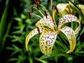 tiger lily bud with raindrops on the petals, macro Royalty Free Stock Photo