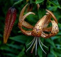 tiger lily bud with raindrops on the petals, macro Royalty Free Stock Photo