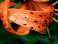 tiger lily bud with raindrops on the petals, macro Royalty Free Stock Photo