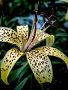 tiger lily bud with raindrops on the petals, macro Royalty Free Stock Photo