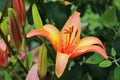 Tiger lily with buds on blurred green background / Royalty Free Stock Photo