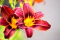 Tiger lily close up Royalty Free Stock Photo