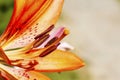 Tiger lily Close Up