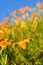 Tiger lily(Daylily) flower Royalty Free Stock Photo