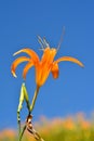 Tiger lily Royalty Free Stock Photo