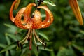 Tiger lily with dew drops in the garden Royalty Free Stock Photo