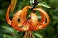 Tiger lily with dew drops in the garden Royalty Free Stock Photo