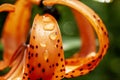 Tiger lily with dew drops in the garden Royalty Free Stock Photo