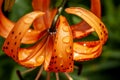 Tiger lily with dew drops in the garden Royalty Free Stock Photo