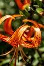 tiger lily with dew drops in the garden Royalty Free Stock Photo